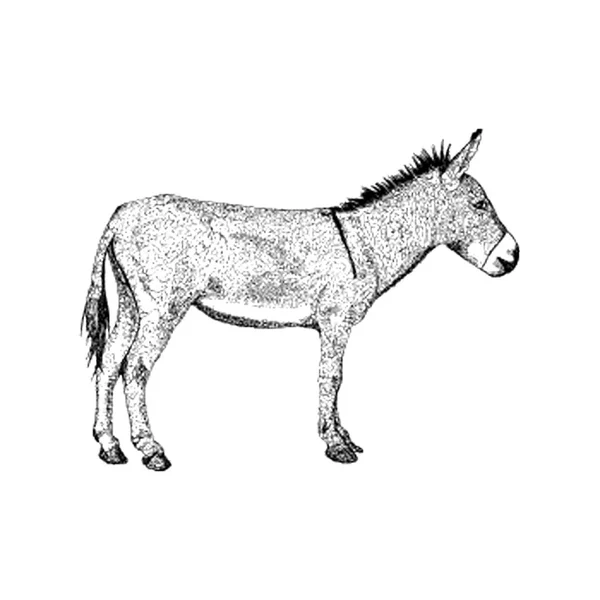 Vetor Desenhado Mão Ilustração Burro — Vetor de Stock