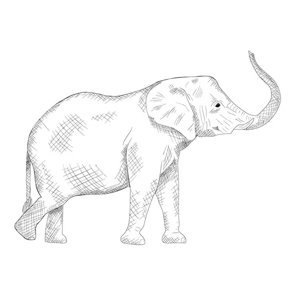 Vetor Desenhado Mão Ilustração Elefante — Vetor de Stock