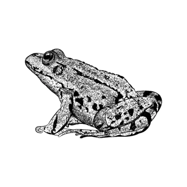 Žába Ilustrace Vodní Zvířecí Vektor — Stockový vektor