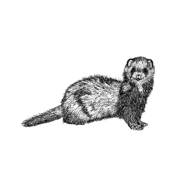 Otter Vecteur Illustration Vecteur Dessiné Main — Image vectorielle