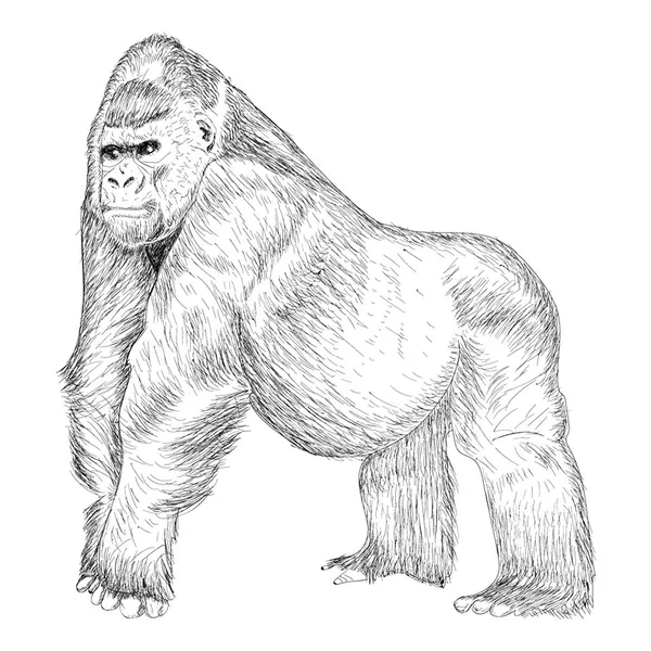 Gorilla Illustration Handgezeichnetes Design — Stockvektor