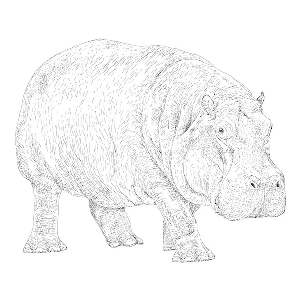 Illustration Hippopotame Design Massif — Image vectorielle