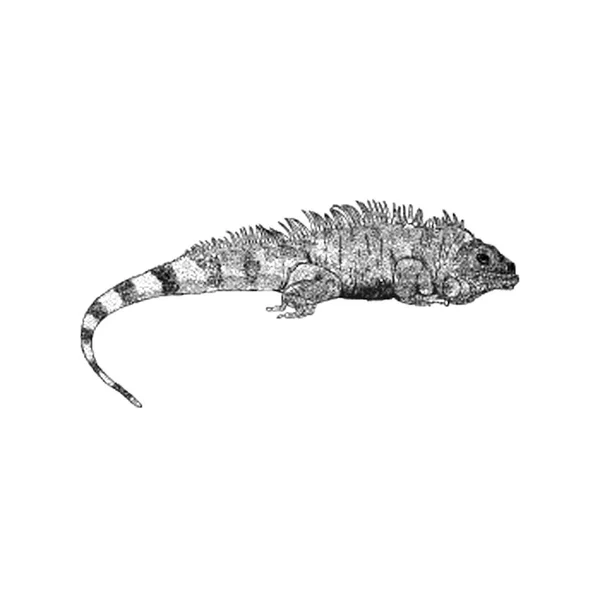 Salamandra Ilustración Vector Ilustración Dibujada Mano — Archivo Imágenes Vectoriales