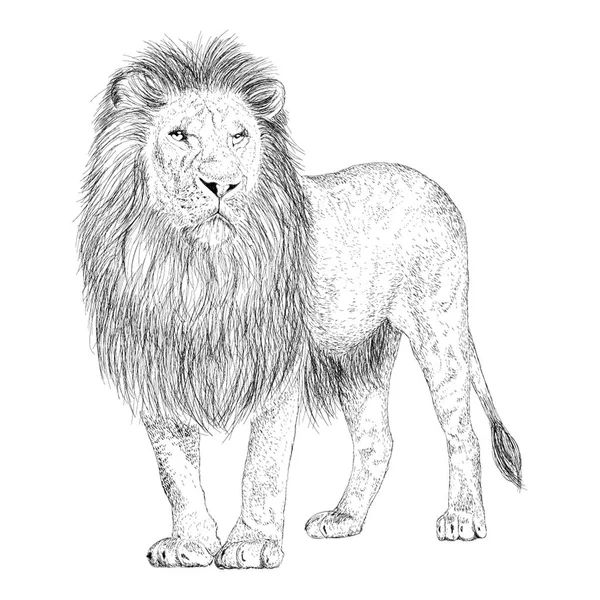Vetor Desenhado Mão Leão Ilustração — Vetor de Stock