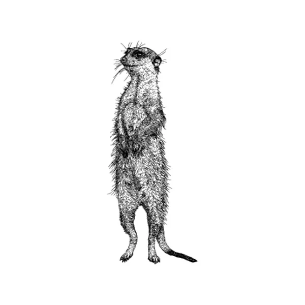 Vetor Ilustração Meerkat Desenhado Mão —  Vetores de Stock