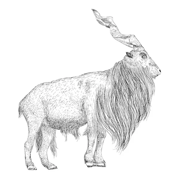 손으로 Markhor 일러스트 — 스톡 벡터