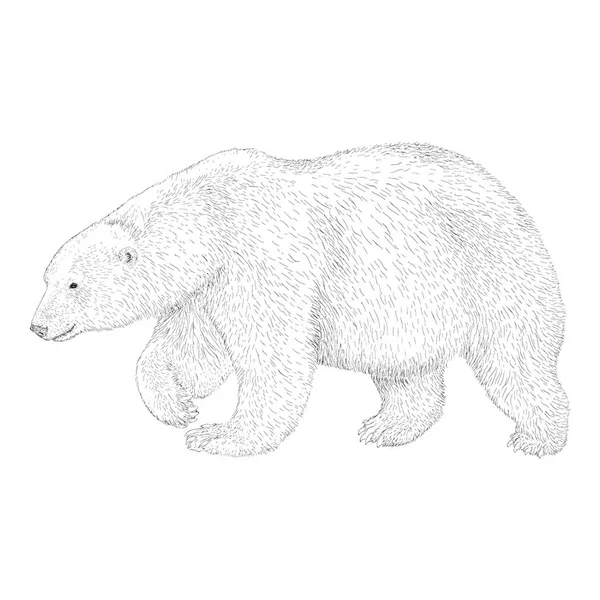 Cabeça Urso Ilustração Desenho Desenhado Mão —  Vetores de Stock