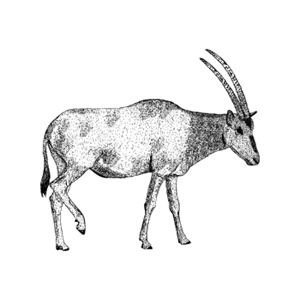 Ilustración Ciervos Diseño Dibujado Mano — Archivo Imágenes Vectoriales
