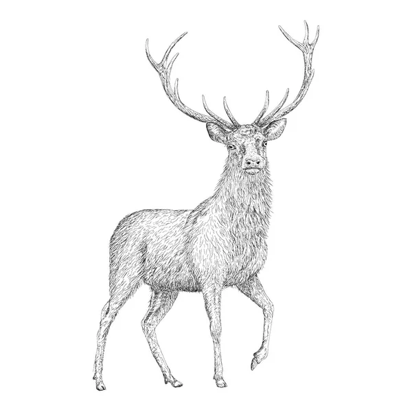 Hand Drawn Vector Stag Illustration — Stock Vector