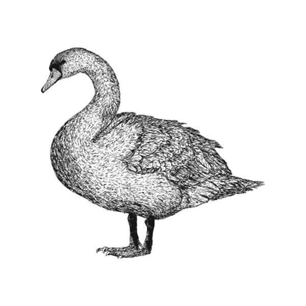 Hand Drawn Duck Illustration Vector — Stock Vector