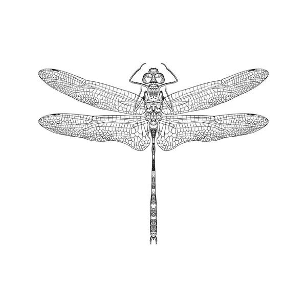 Ілюстрація Dragonfly Намальований Вручну Дизайн — стоковий вектор