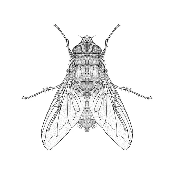 Housefly Ilustração Desenho Desenhado Mão —  Vetores de Stock