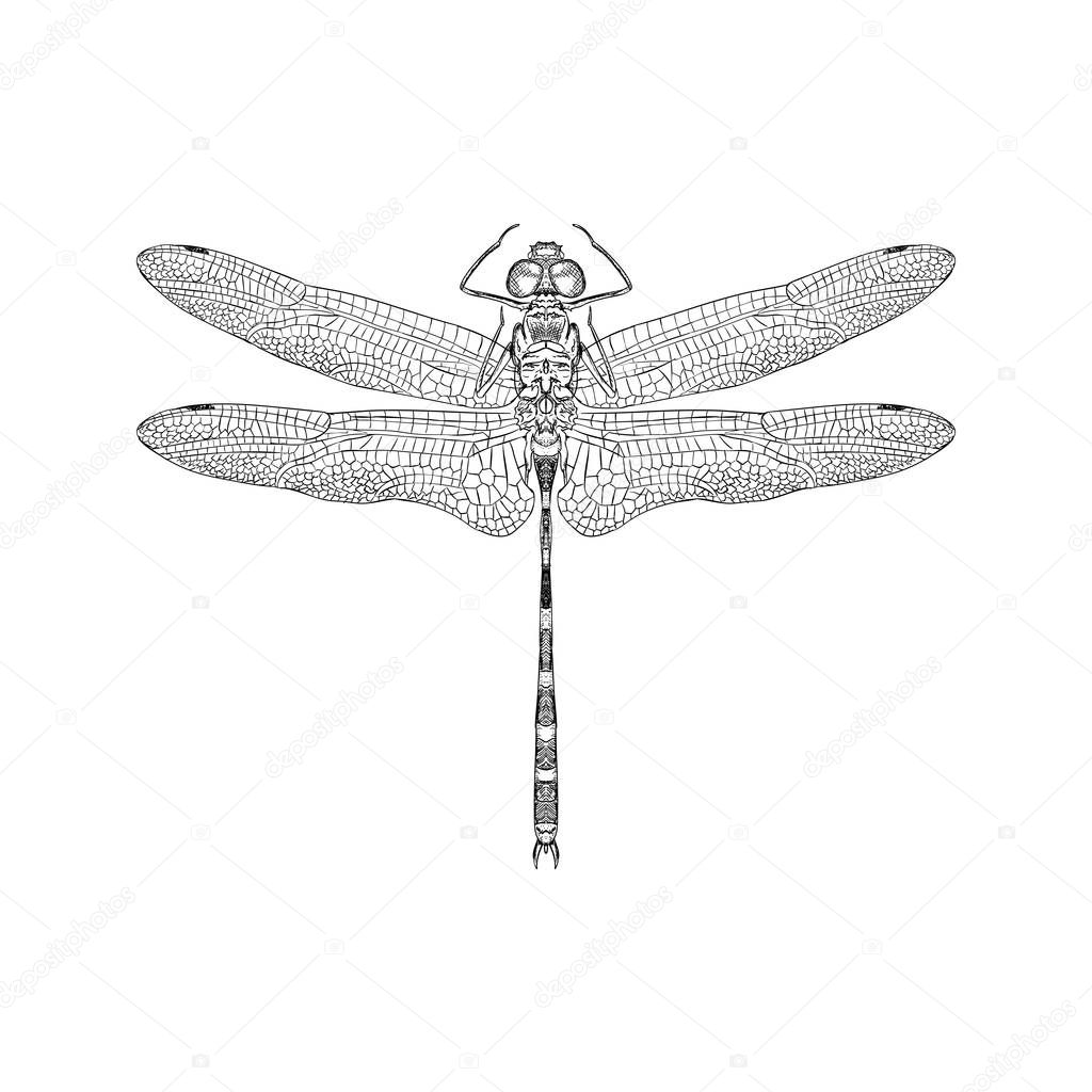 Dragonfly illustration, hand drawn design.