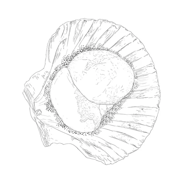 Vetor Ilustração Concha Estilo Desenhado Mão —  Vetores de Stock