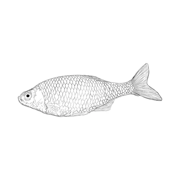 Vetor Ilustração Peixes Salmão Frutos Mar — Vetor de Stock