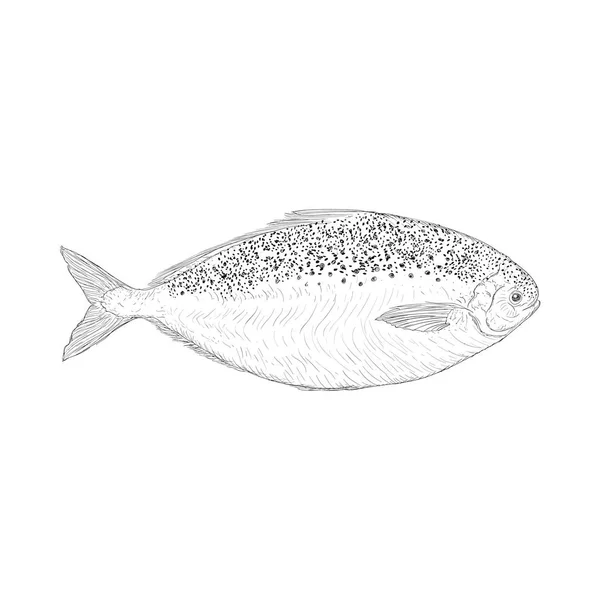 Illustratie Vissen Met Hand Getekende Vector — Stockvector