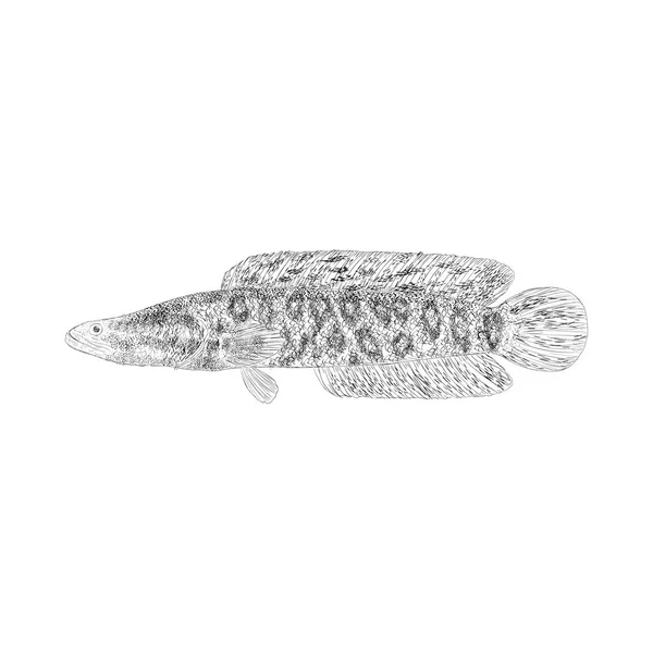 Tiger Fish Illustration Hand Drawn Vector — Stock Vector