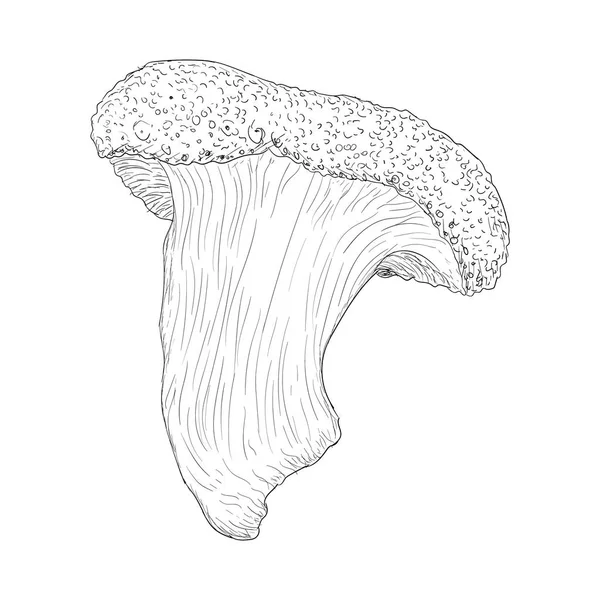 Vetor Ilustração Cogumelo Desenhado Mão —  Vetores de Stock