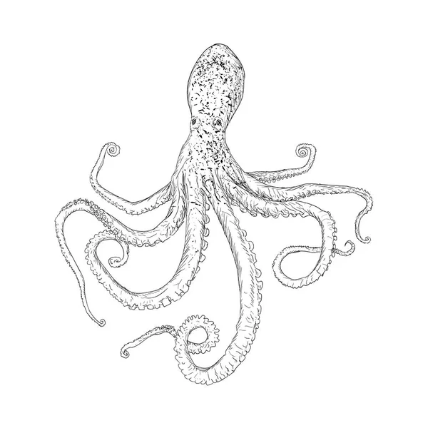 Pulpo Dibujado Mano Vector Ilustración — Archivo Imágenes Vectoriales