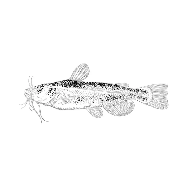 Μπακαλιάρος Ψάρια Εικονογράφηση Διάνυσμα Χέρι Συρμένο Διάνυσμα — Διανυσματικό Αρχείο