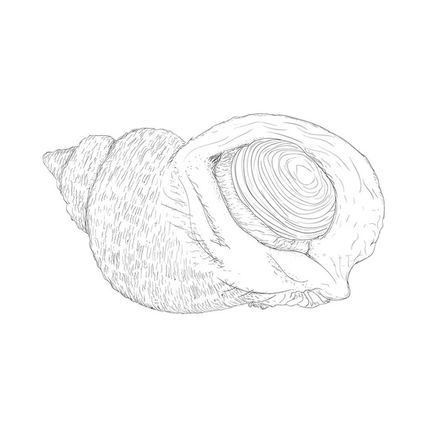Hand Drawn Spiral Shell Vector — Stock Vector