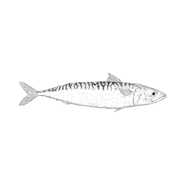 Illustration Dessinée Main Poisson Hareng — Image vectorielle