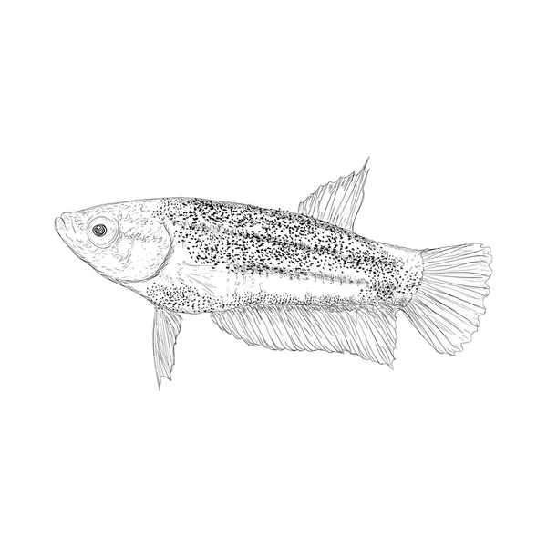 Forel Vissen Illustratie Vector Hand Getrokken Illustratie — Stockvector