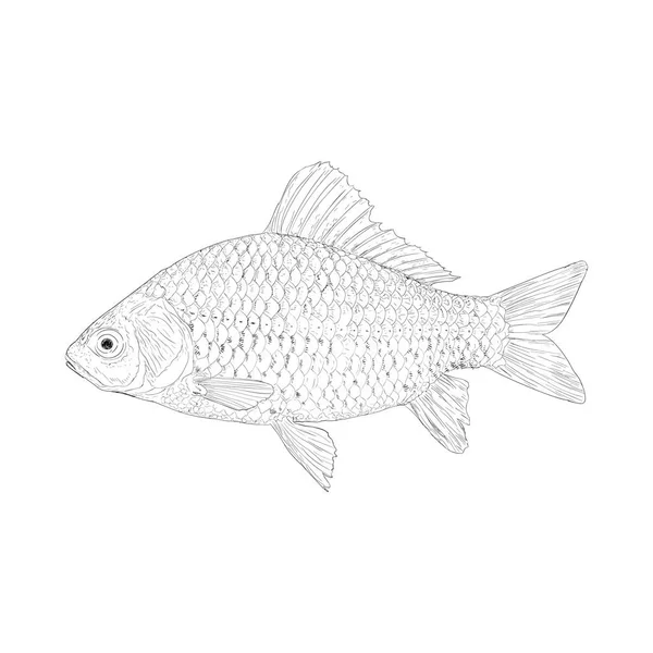 Mooney Peixe Mão Desenhada Ilustração Vetor — Vetor de Stock