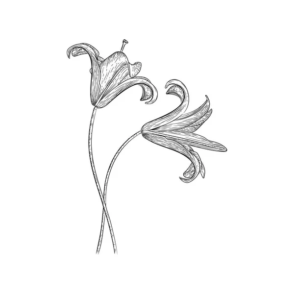 Illustration Vectorielle Lily — Image vectorielle