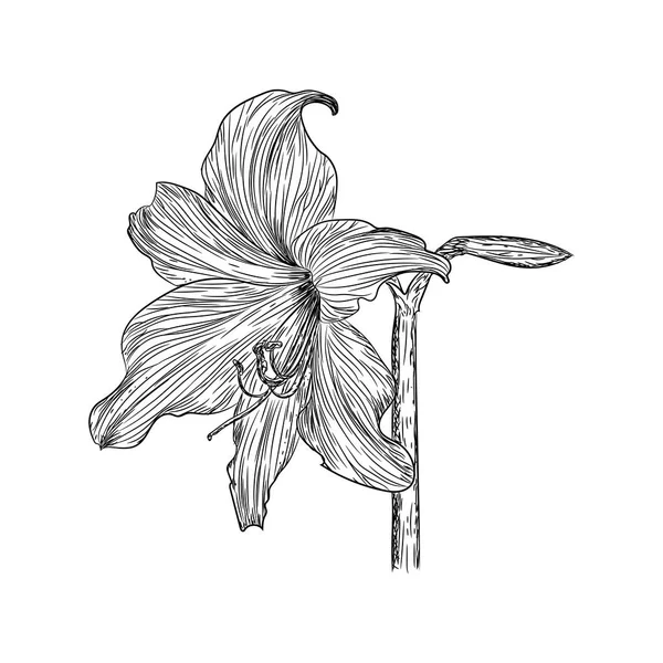 Diseño Vectores Ilustración Flor Narciso — Vector de stock