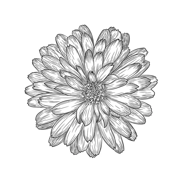 Marigold Flor Ilustración Vector — Vector de stock