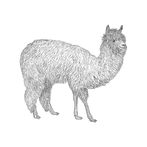 Alpaca Ilustracja Wektor Zagroda Zwierzę — Wektor stockowy