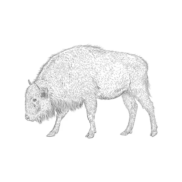 Bison Illustration Gård Djur Vektor — Stock vektor