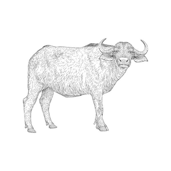 Ilustração Búfalo Vetor Animal Fazenda — Vetor de Stock