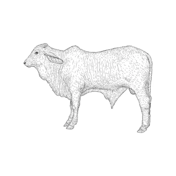 Ilustração Touro Vetor Animal Fazenda — Vetor de Stock