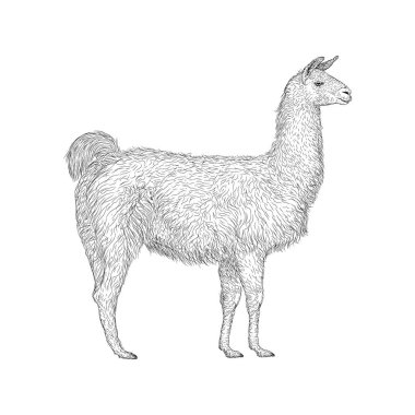 Lama illüstrasyon, çiftlik hayvan vektör 