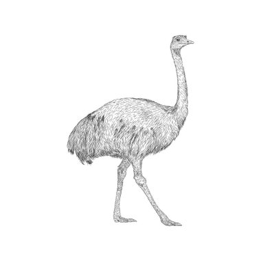 Rhea illüstrasyon, çiftlik hayvan vektör 