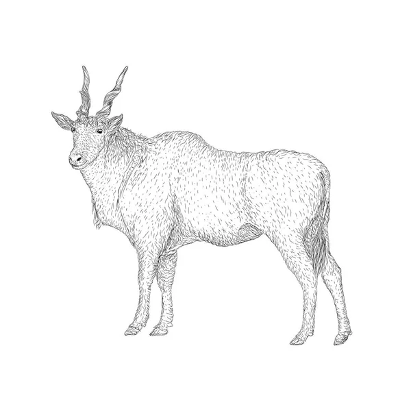 Ilustración Eland Común Vector Animal Granja — Archivo Imágenes Vectoriales