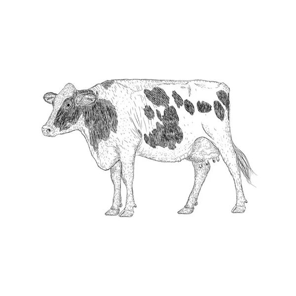 Cow Illustration Farm Animal Vector — Stock Vector