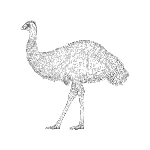 Ilustração Emu Vetor Animal Fazenda — Vetor de Stock