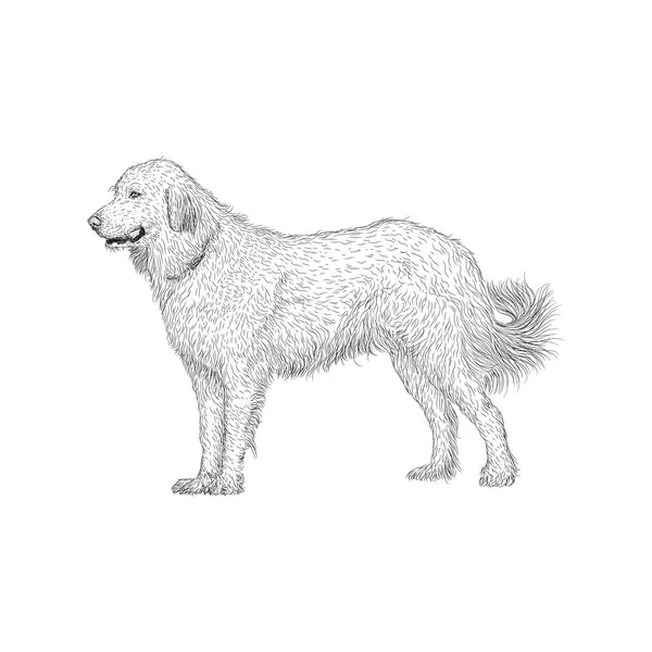 Una Ilustración Perro Granja Animal Compañía Vector — Archivo Imágenes Vectoriales