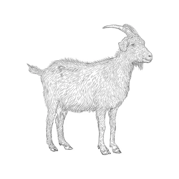 Goat Illustration Farm Animal Vector — Stock Vector