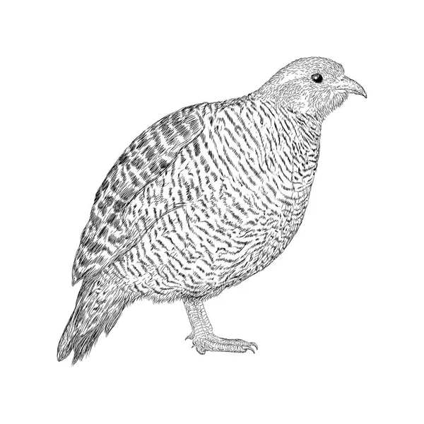 Illustration Francoline Grise Vecteur Oiseaux Compagnie — Image vectorielle