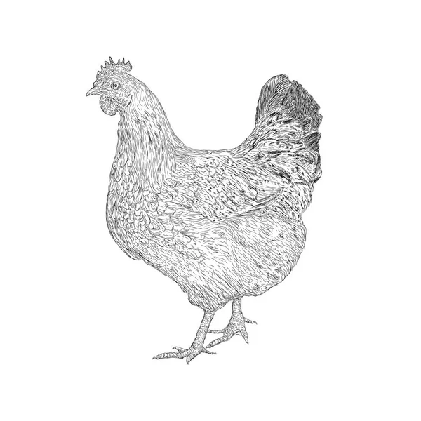 Bir Tavuk Illüstrasyon Çiftlik Hayvan Vektör — Stok Vektör