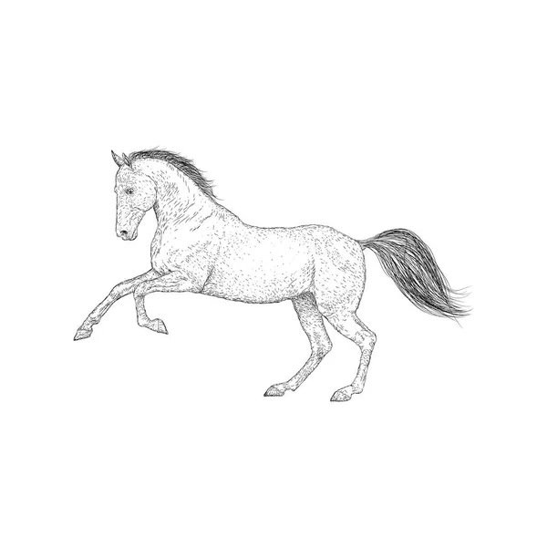 Illustration Cheval Vecteur Animal Ferme — Image vectorielle