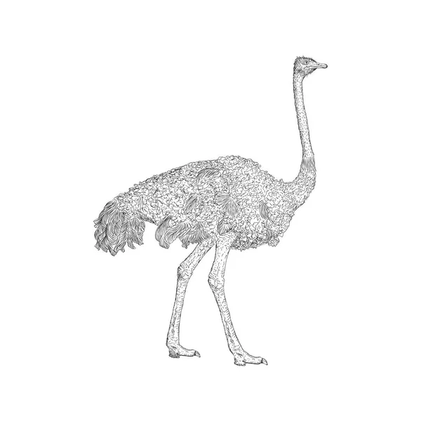 Ilustración Avestruz Vector Animal Granja — Vector de stock