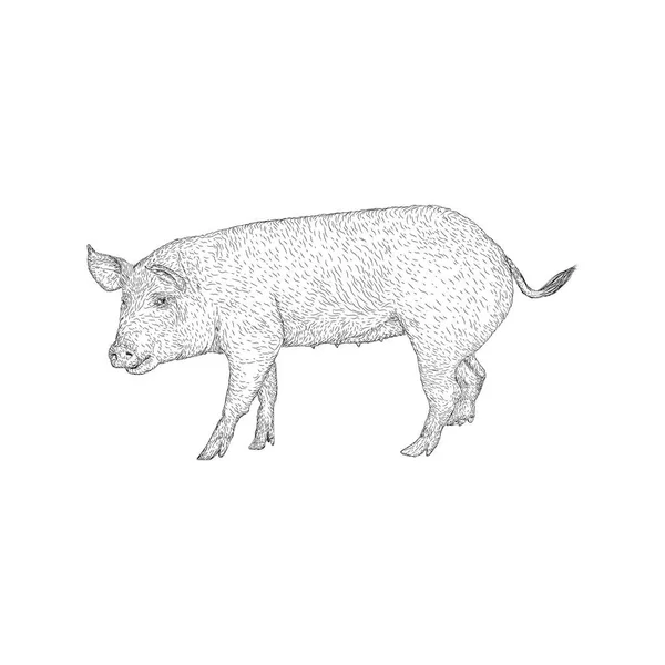 Una Ilustración Cerdo Vector Animal Granja — Archivo Imágenes Vectoriales