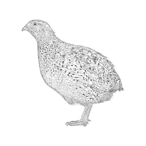 Návrh Ručně Kreslenou Křepelek Ptačí Skica — Stockový vektor