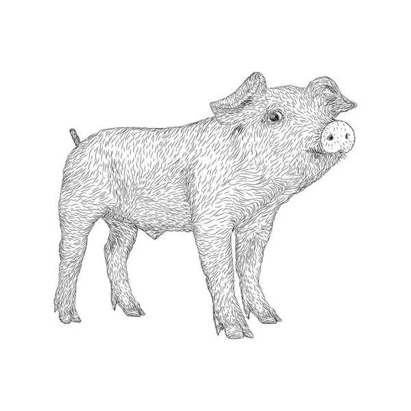 Ручний Малюнок Дизайну Свинячої Тварини Ескіз — стоковий вектор