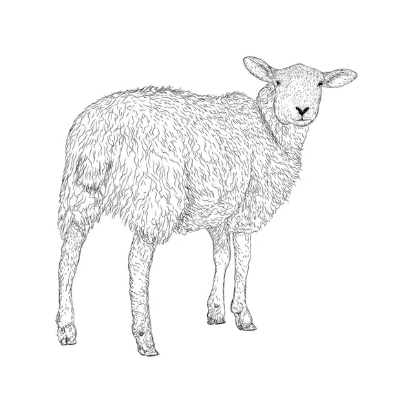 Ilustração Vetor Ovelhas Animal Fazenda — Vetor de Stock